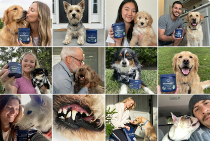 Polvo dental Advanced MundoPata